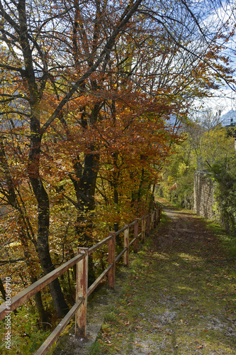 Trees in Erto  Friuli Venezia Giulia  north east Italy  showing their autumn colours  