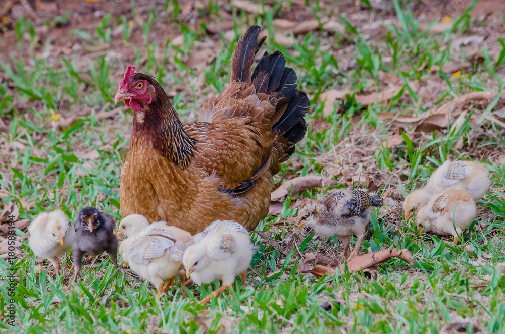 Fototapeta premium Mother hen with her chicks
