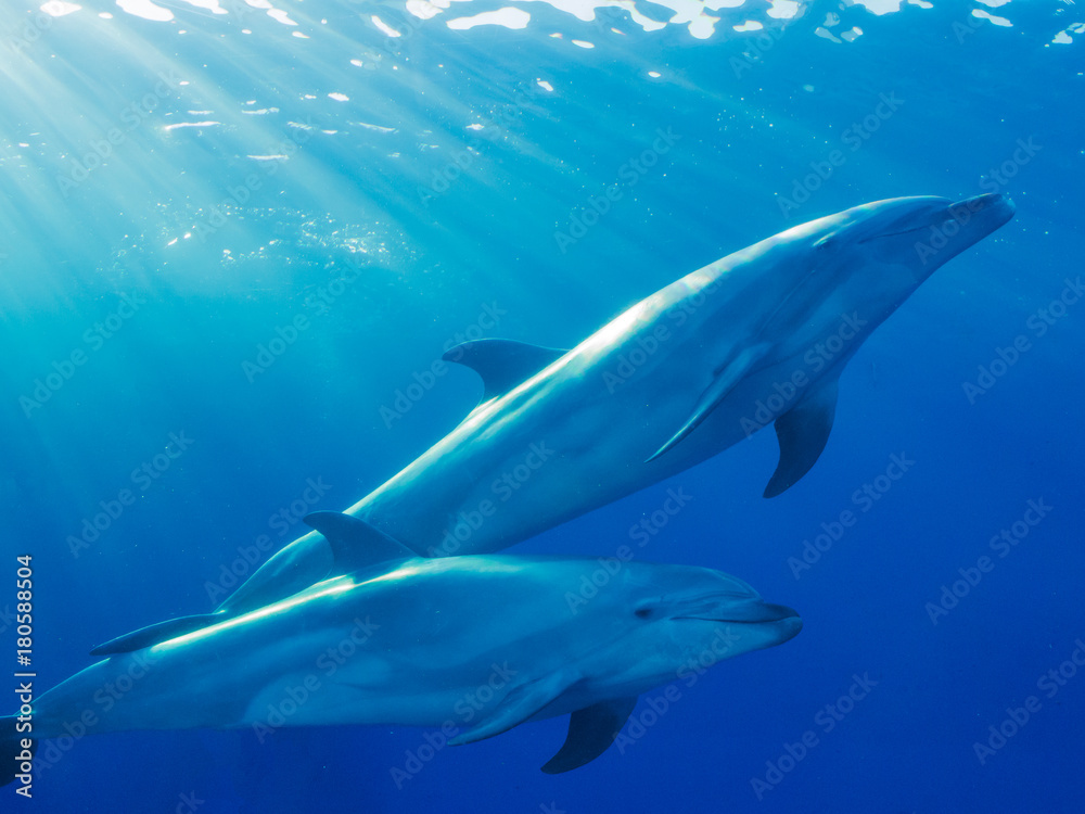 Fototapeta premium イルカ