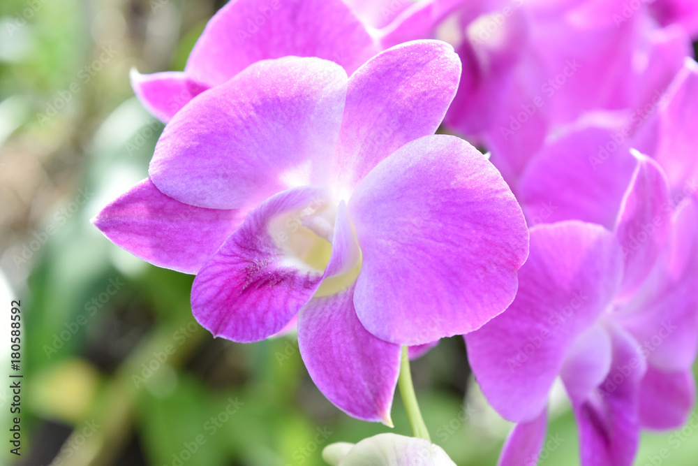 Natural beautiful pink orchids flower in garden. Natural beautiful pink orchids flower in garden.