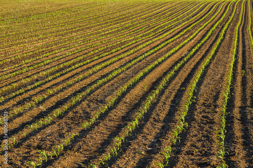 Green corn maize field in early stage