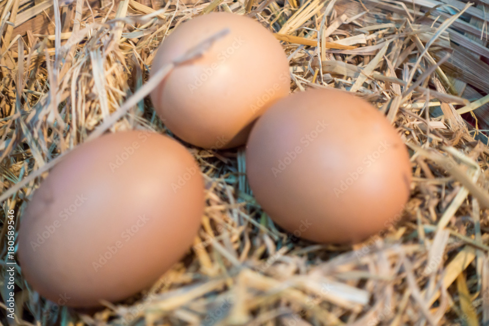 Closeup egg Closeup egg