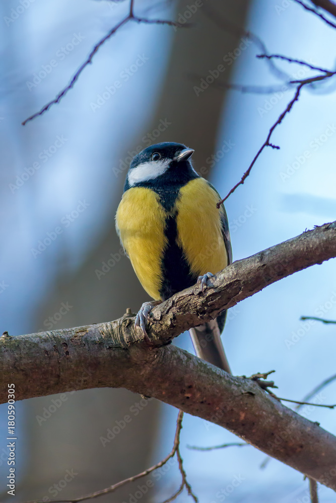 Obraz premium Great tit resting on a tree trunk