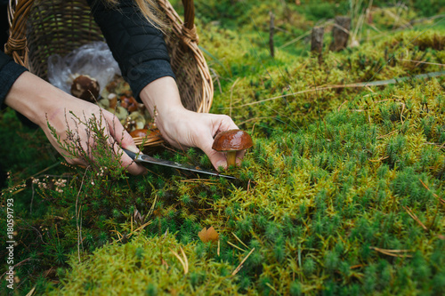 Crop woman cutting off mushroom photo