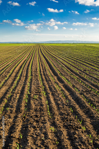 Green corn maize field in early stage