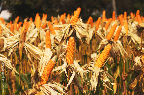 Corn on the stalk in the field