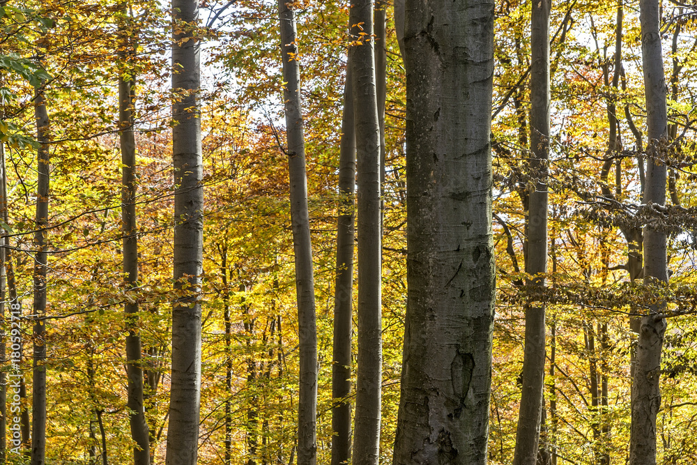 Fototapeta premium Sunny autumn day in a beech forest