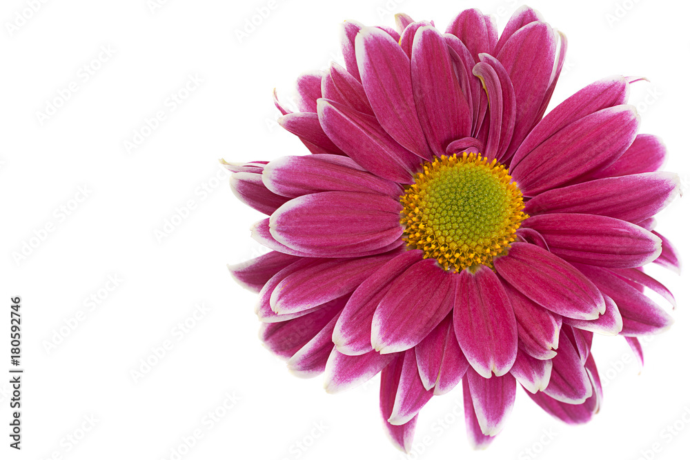 Purple chrysanthemum flower closeup Purple chrysanthemum flower closeup
