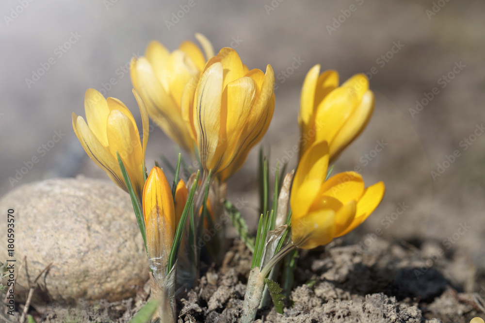 Crocuses are spring flowers. Flowering of primroses. Crocuses are spring flowers. Flowering of primroses.
