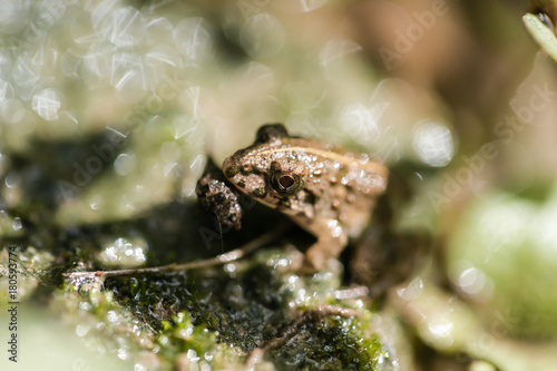 Frogs eats a diet of insects and other small animals

