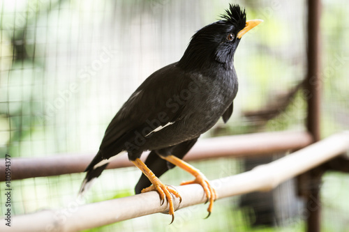 White-vented myna (Acridotheres javanicus), black crested bird perched on a tree branch 
