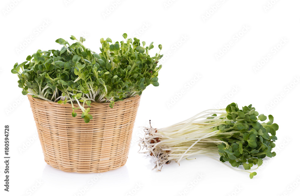 kaiware sprout, japanese vegetable or watercress on white background