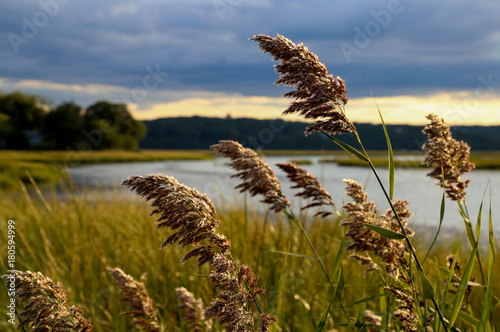 Autumn Landscape with Reeds, Water and Distant Treeline