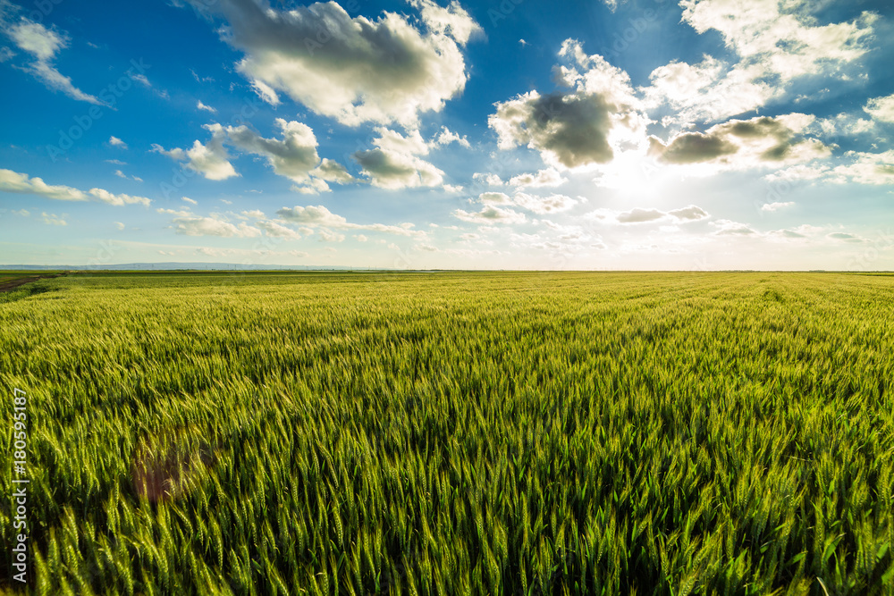 Obraz premium Green wheat field
