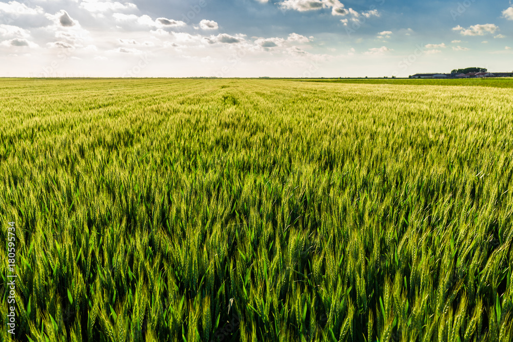 Green wheat field Green wheat field