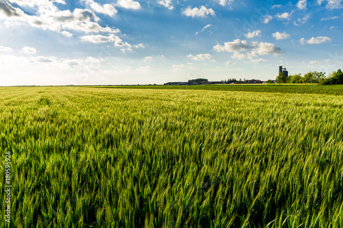 Green wheat field