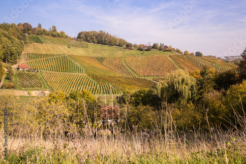 Weinbau in Slowenien photo