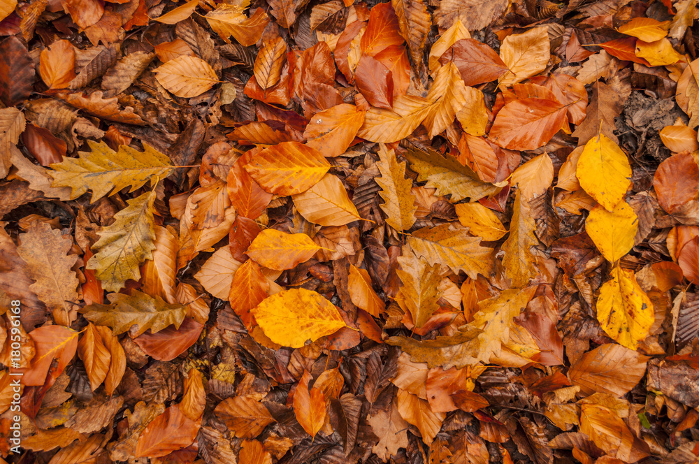 autumn fallen leaf colors in forest nature, orange color