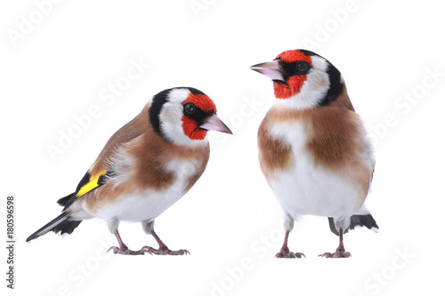 goldfinchs
