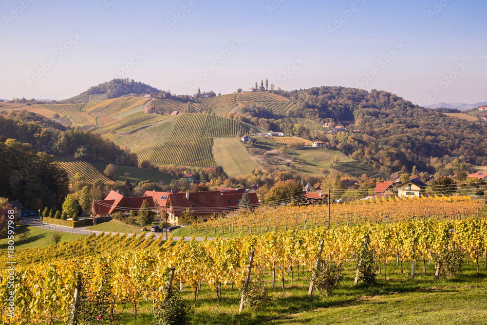 Obraz premium Weinberge im Herbst