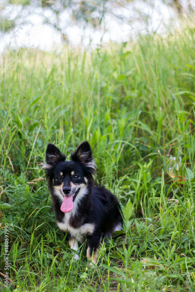 Little puppy on a walk