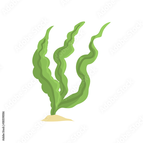 Vector illustration of long green algae isolated on white background. Sea grass on sandy bottom