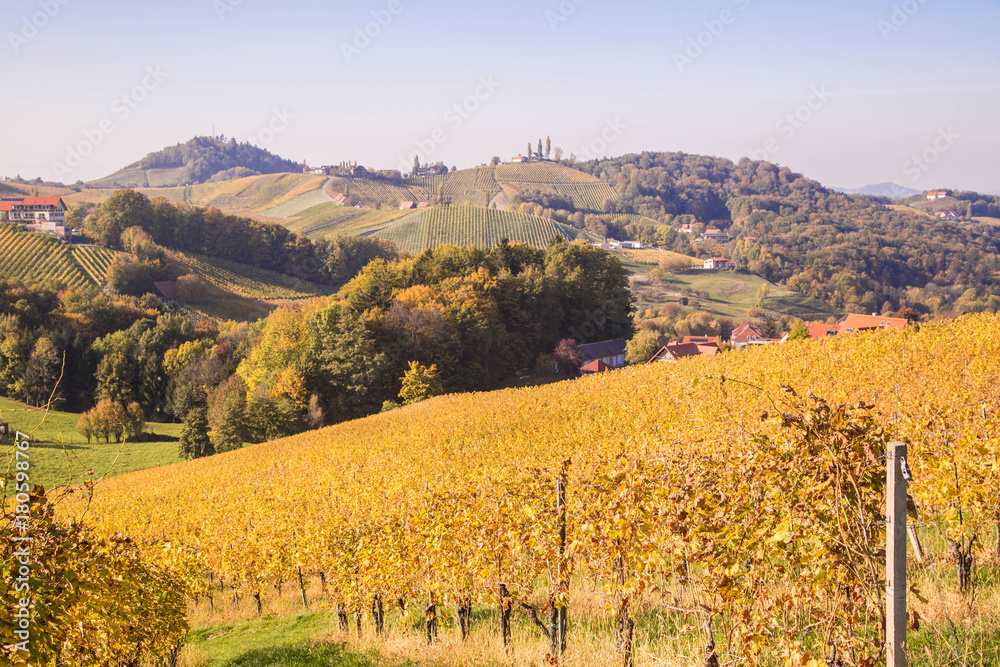 Obraz premium Weinberge in der Südsteiermark im Herbst