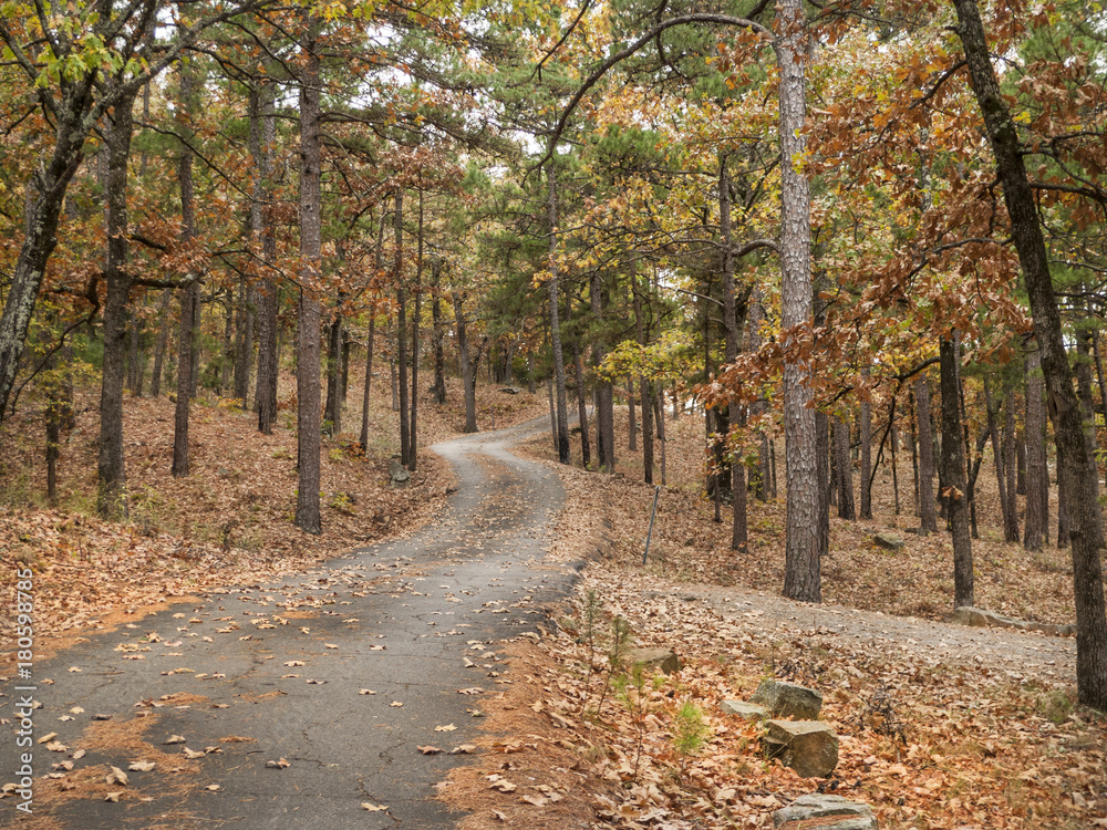 Road through the oak forest, pines and oak trees, curving drive