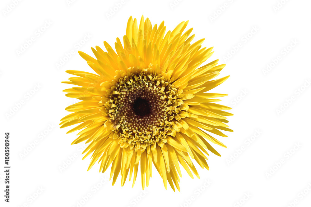 Fototapeta premium Vibrant bright yellow gerbera daisy flowers blooming isolate on white background with clipping path.