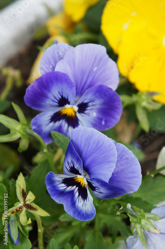 Pansy or blue viola tricolor hortensis with green