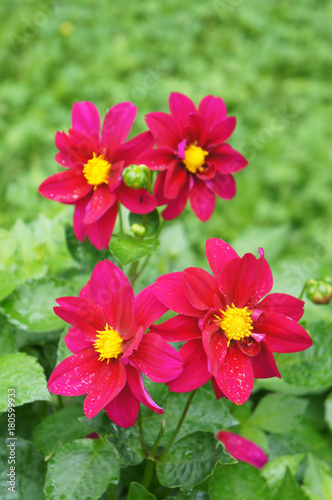 Fototapeta Naklejka Na Ścianę i Meble -  Dahlia magenta red flowers with green