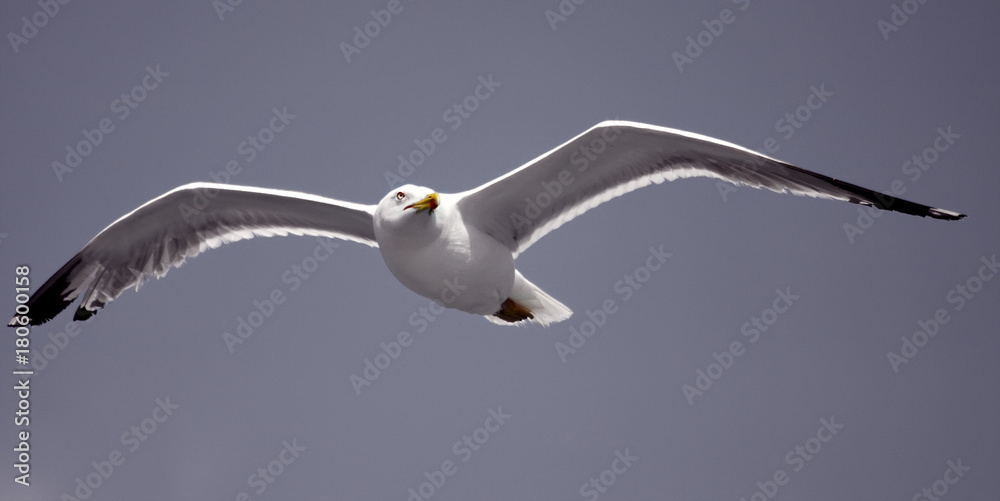 Gull in flight 5 Gull in flight 5