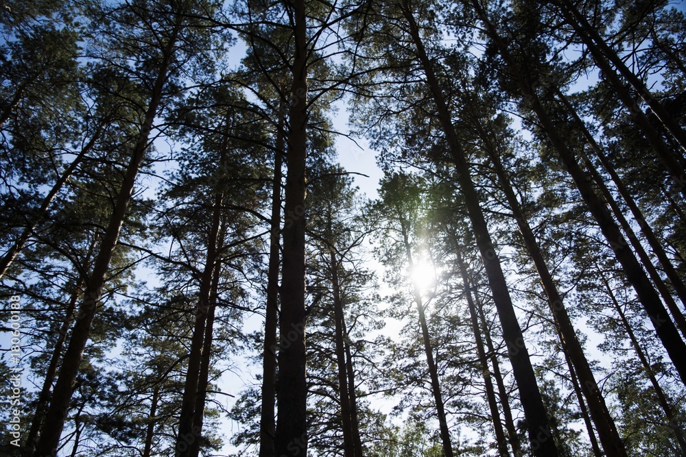 Pine forest. Sunny day. View of tree trunks. Pine forest. Sunny day. View of tree trunks.