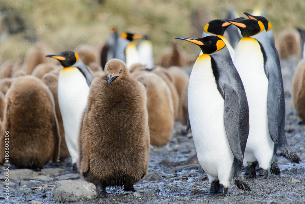 Fototapeta premium King penguin chicks