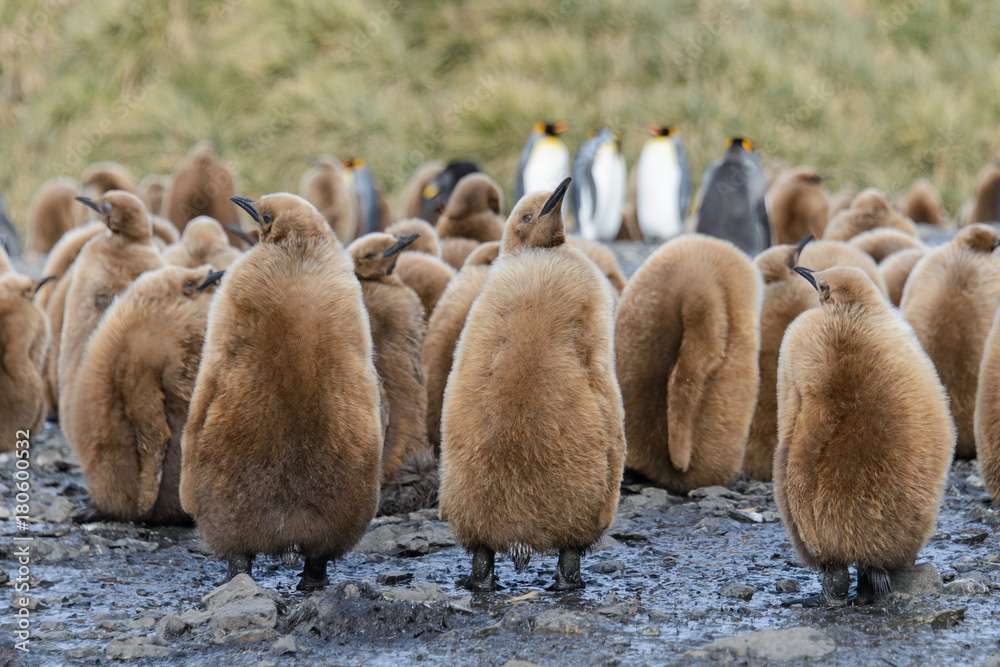 Fototapeta premium King penguin chicks