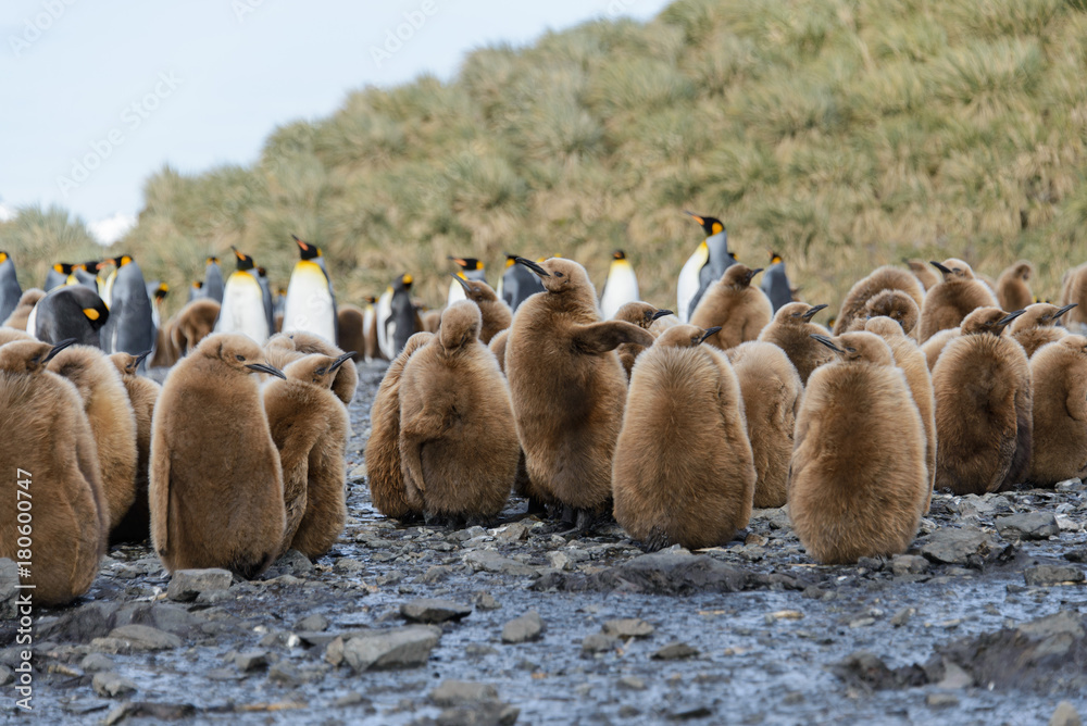 Fototapeta premium King penguin chicks