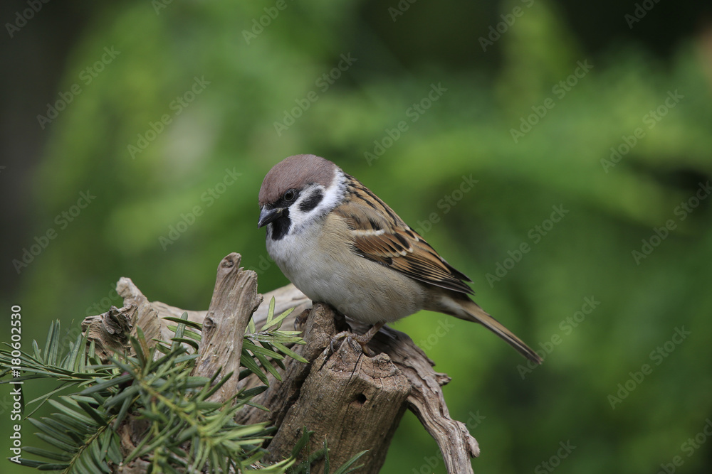 Feldsperling sitzt auf Wurzel, Passer montanus Feldsperling sitzt auf Wurzel, Passer montanus