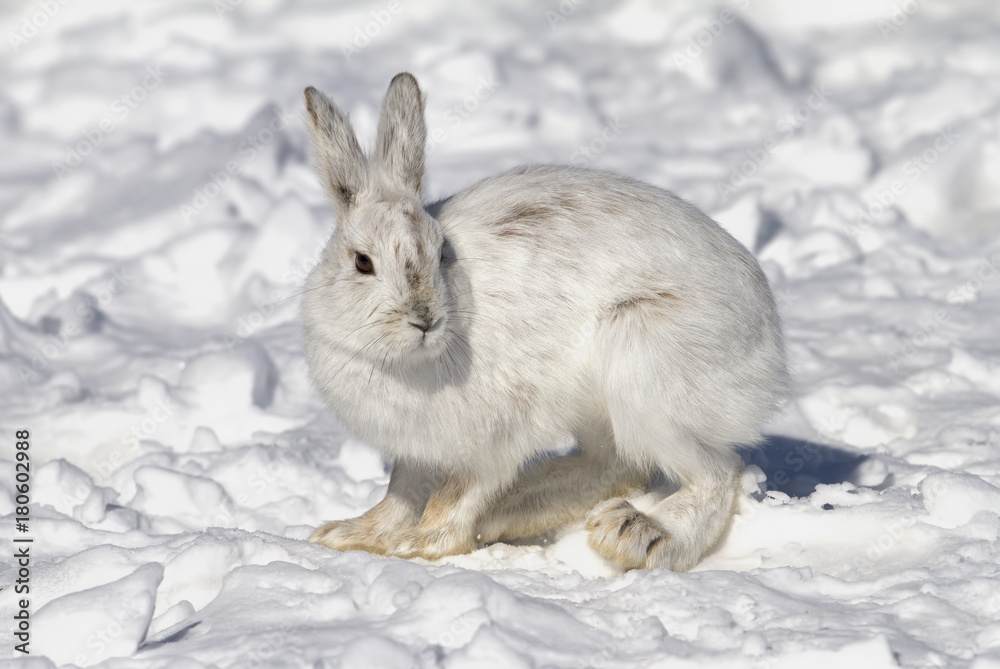 Naklejka premium Snowshoe hare or Varying hare (Lepus americanus) closeup in winter in Canada
