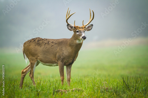 Stag Deer © Graphicaline