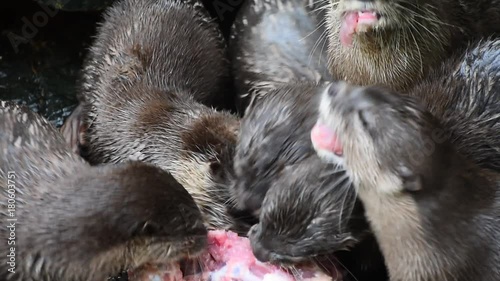 Close up of several small hungry river otters eating chicken meat in zoo enclosure, high angle view