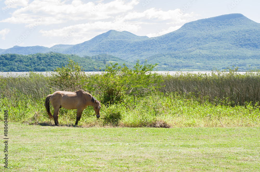 cavalo em gramado