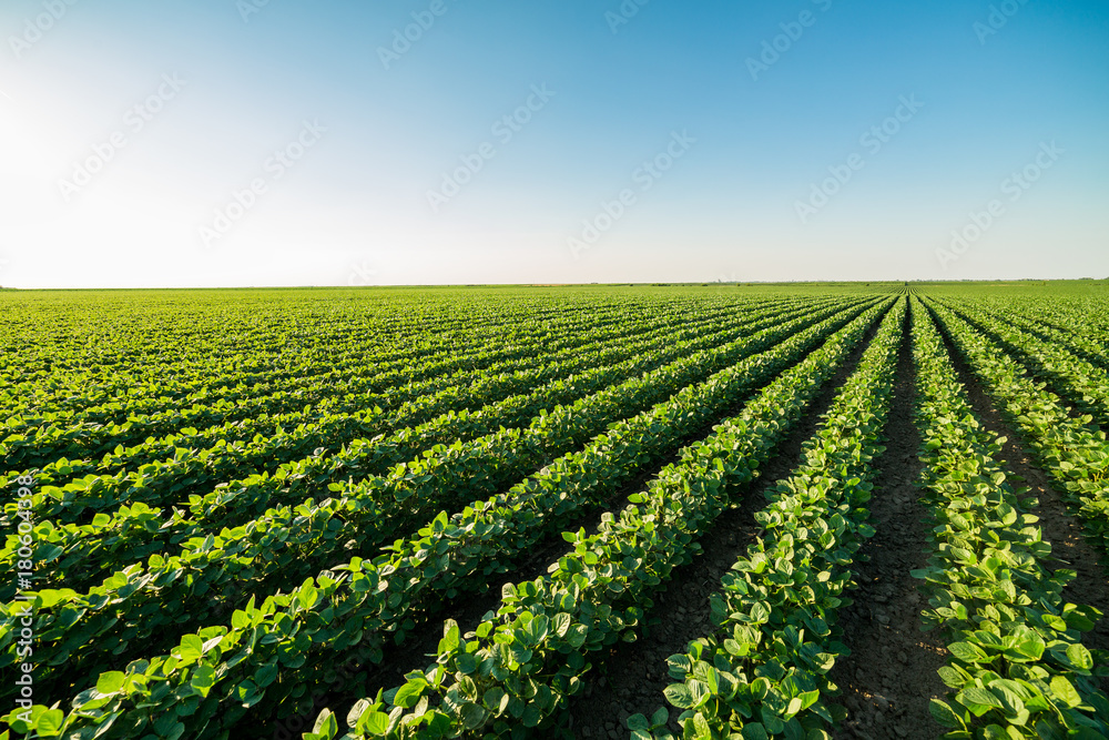Green ripening soybean field, agricultural landscape