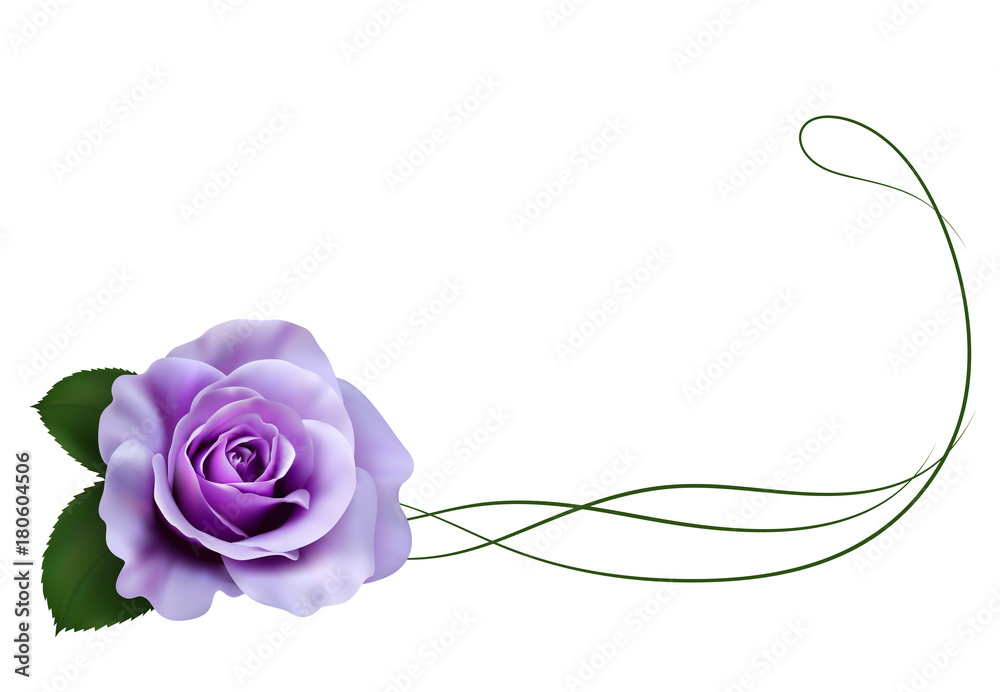 Realistic purple rose, border. Stock Vector Adobe Stock