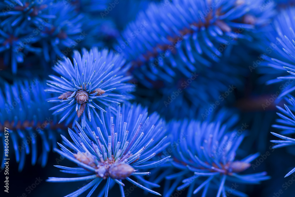 branches of blue spruce covered with morning frost on a blue natural background