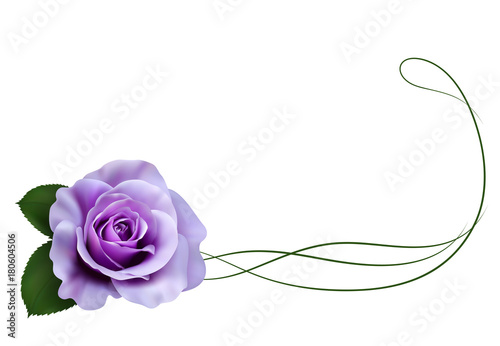 Realistic purple rose, border.
