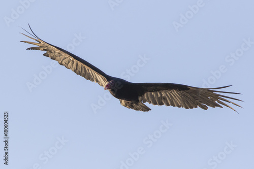 Turkey vulture in flight