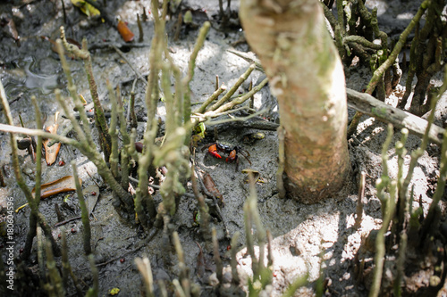 Sesarma mederi in the Mangrove forest
 photo