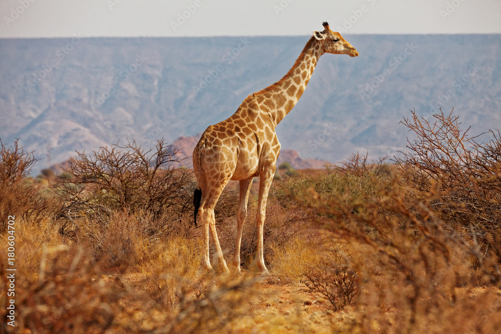 Obraz premium Giraffe im Augrabies Wasserfälle Nationalpark