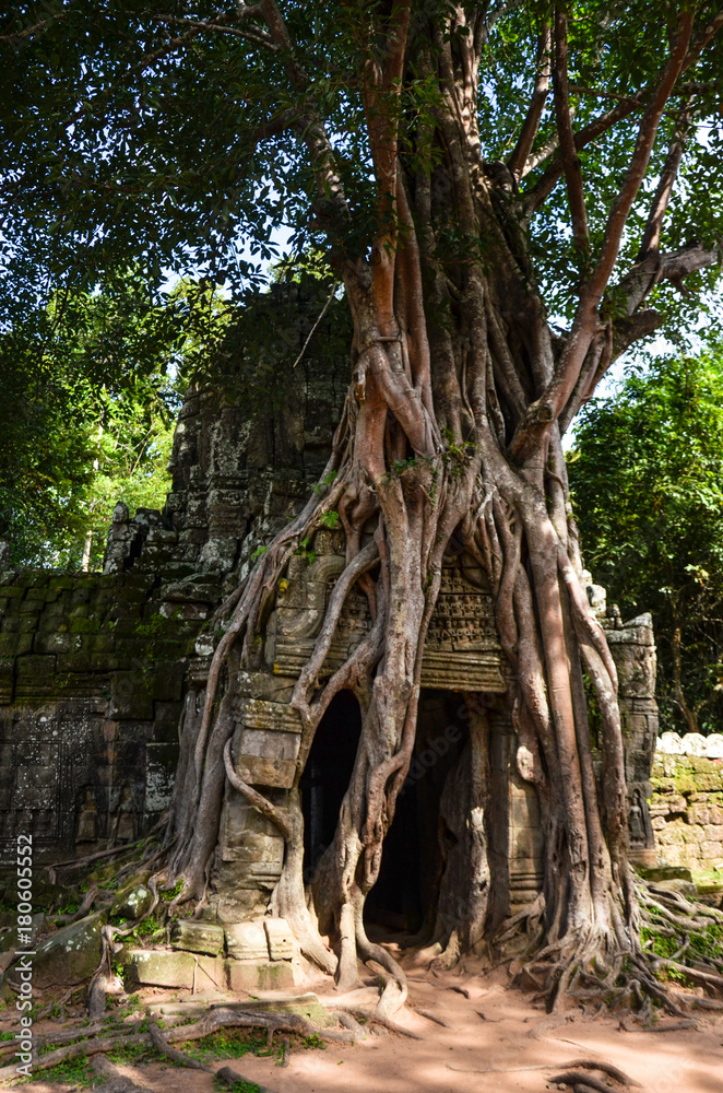 Tomb rider tree