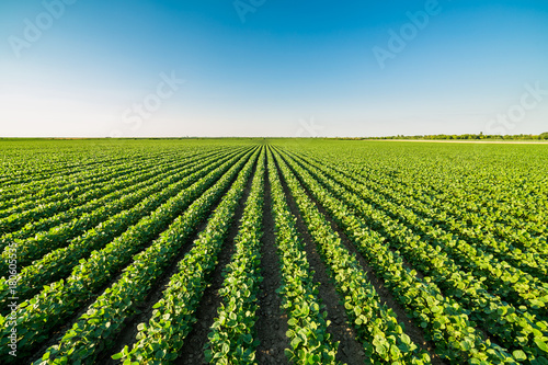 Green ripening soybean field, agricultural landscape